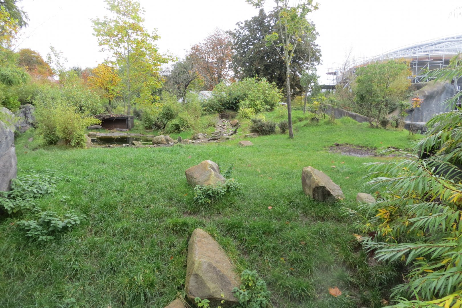 Islands - Sulawesi babirusa exhibit 261019