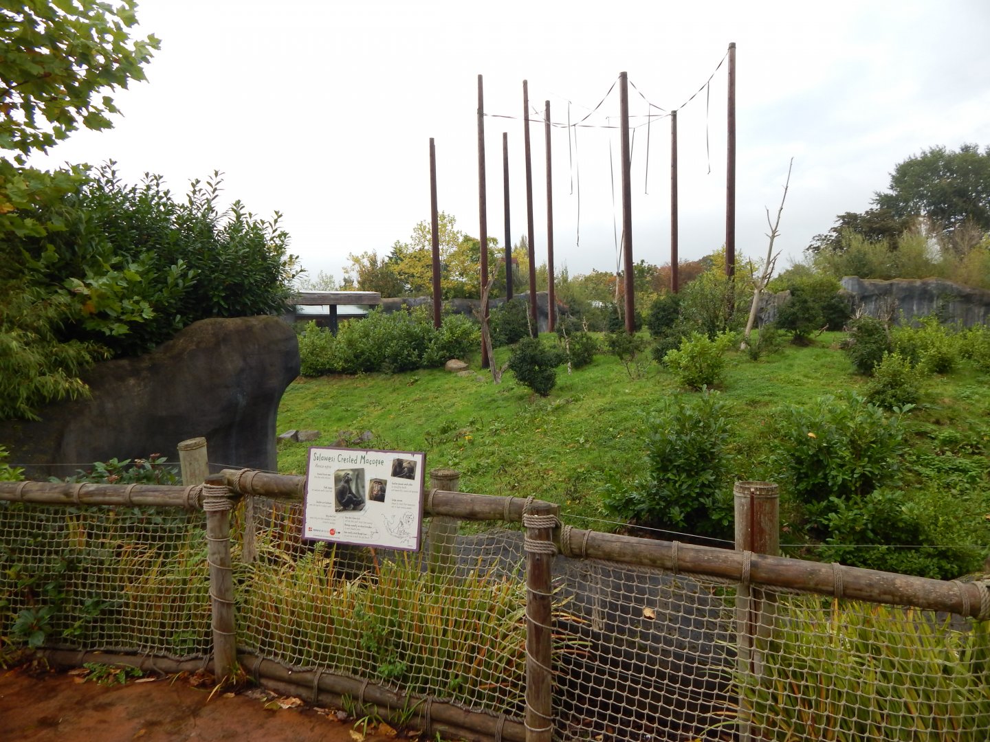 Islands - Sulawesi crested macaque exhibit 181021