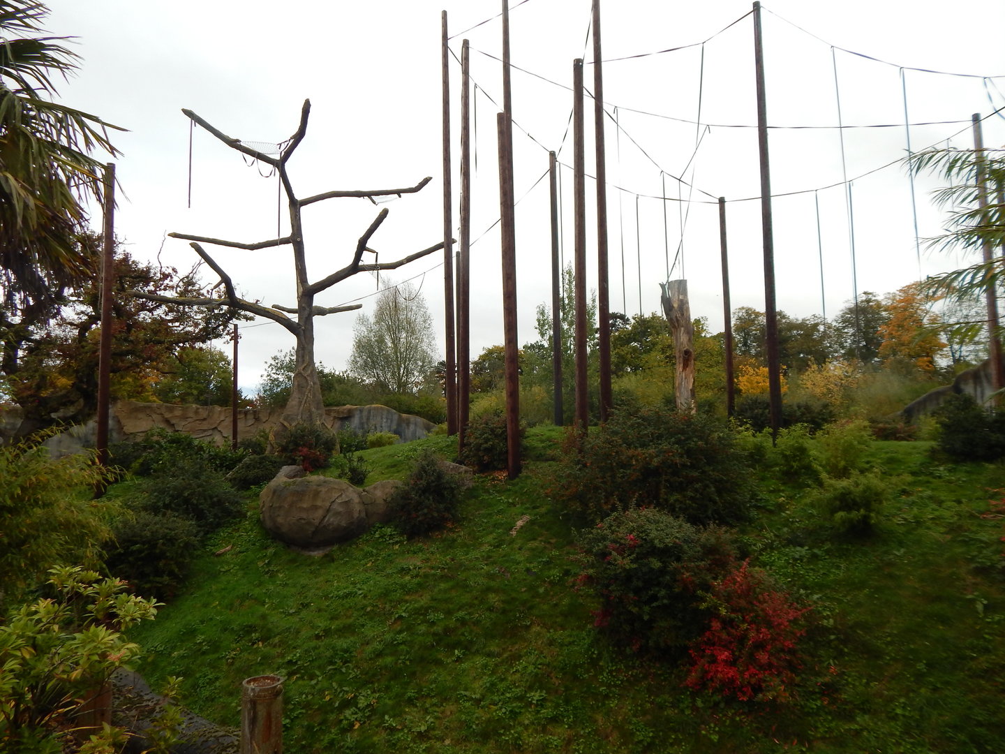 Islands - Sumatran orangutan enclosure 221022