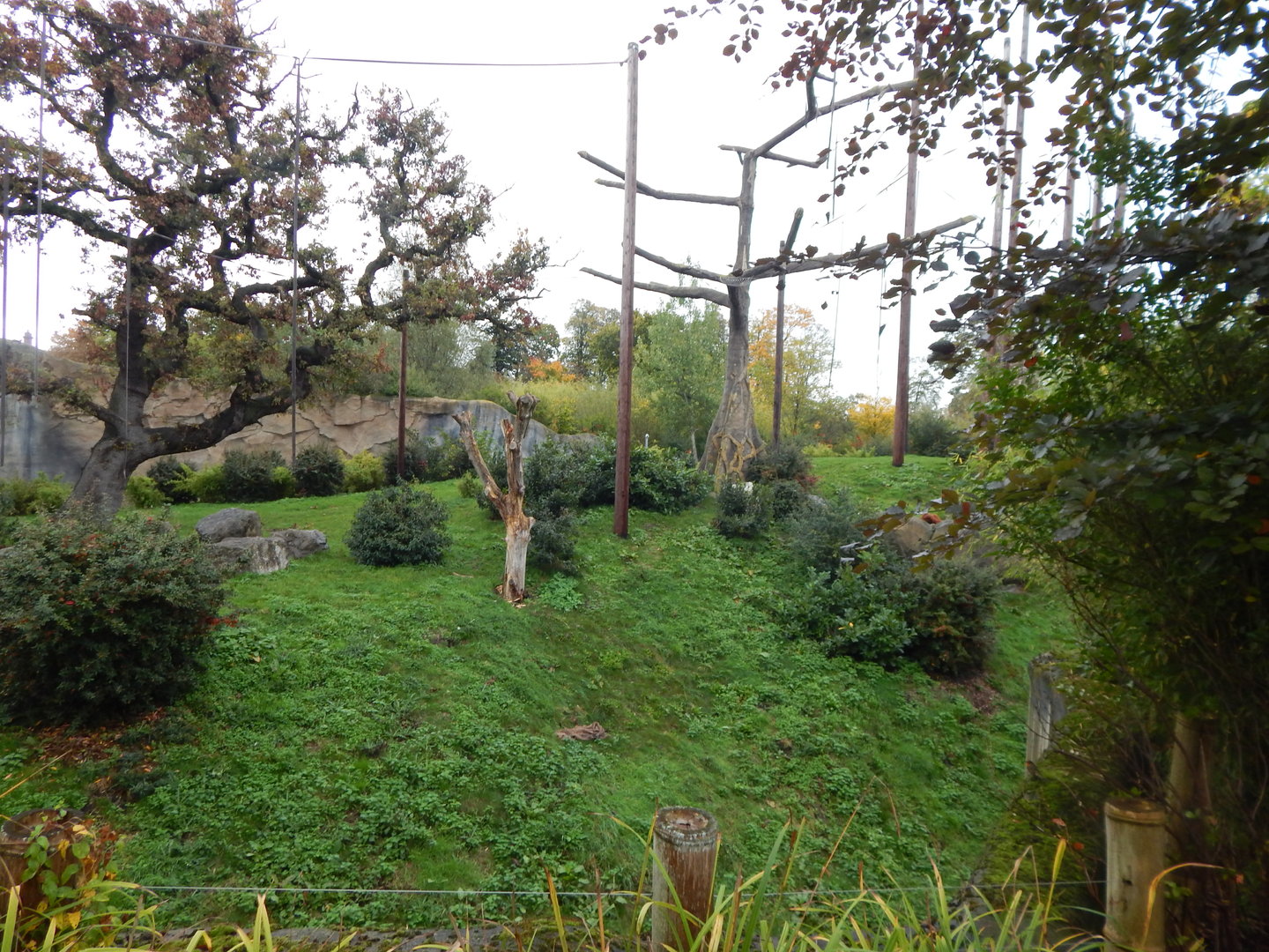 Islands - Sumatran orangutan enclosure 221022
