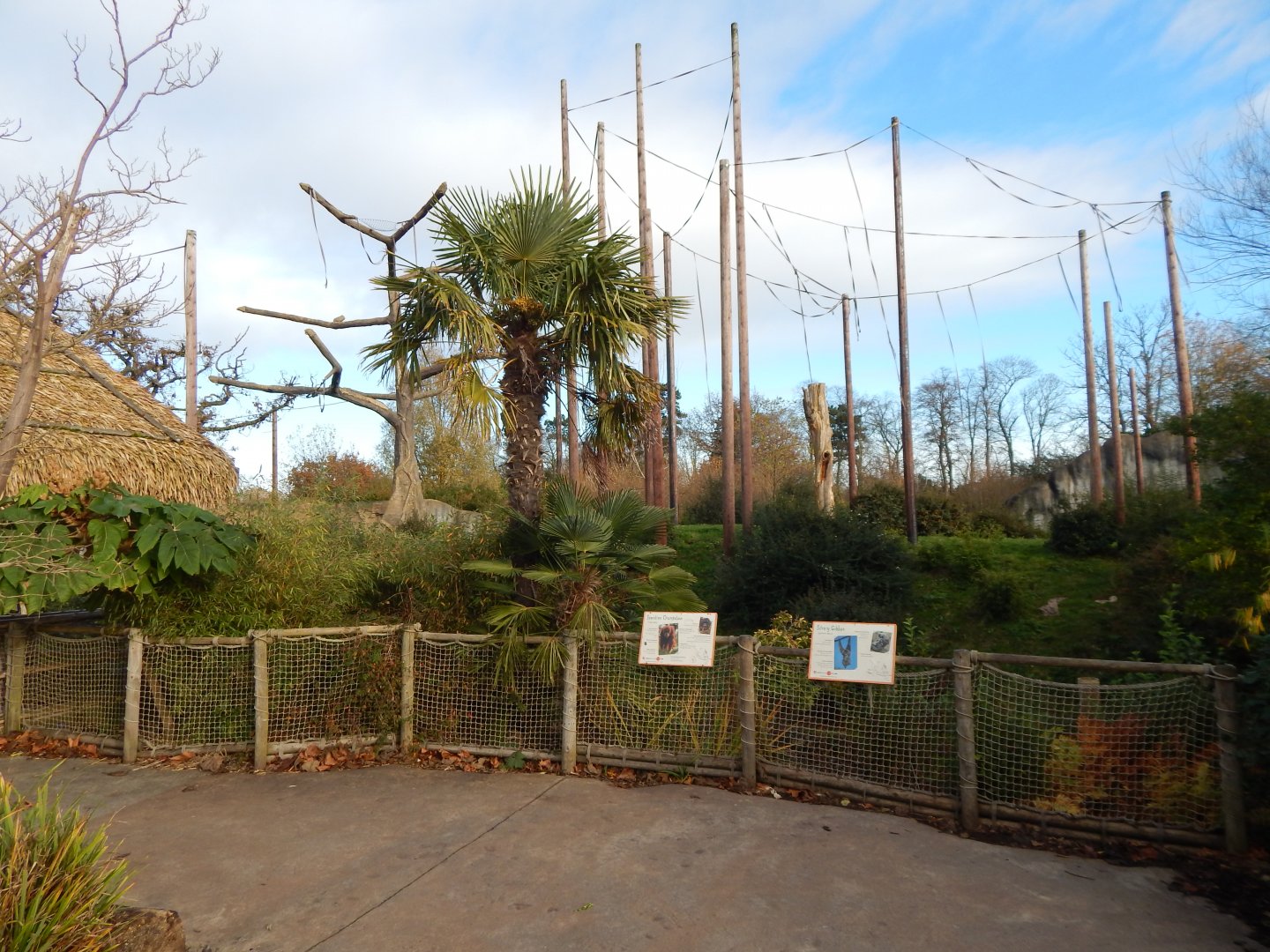 Islands - Sumatran orangutan/Silvery gibbon enclosure 241123
