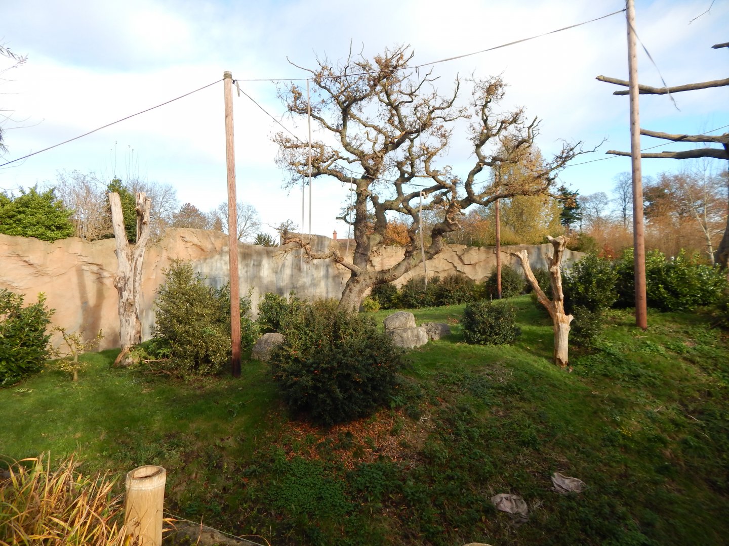 Islands - Sumatran orangutan/Silvery gibbon enclosure 241123