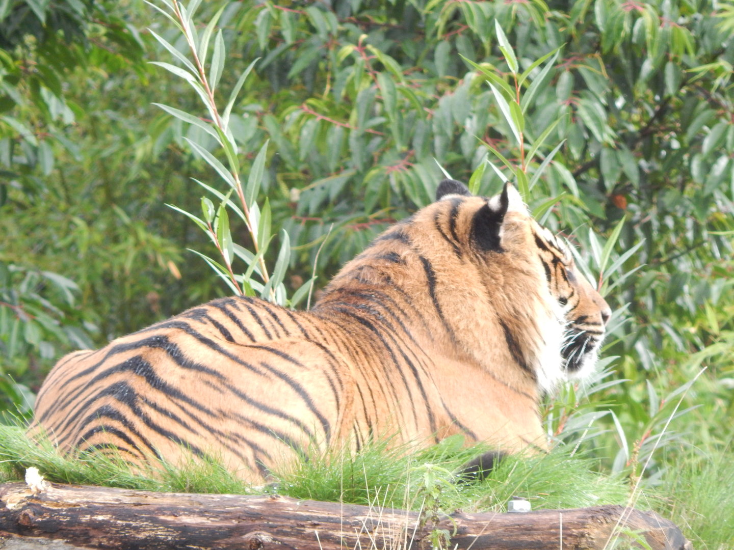 Islands - Sumatran tiger 221022