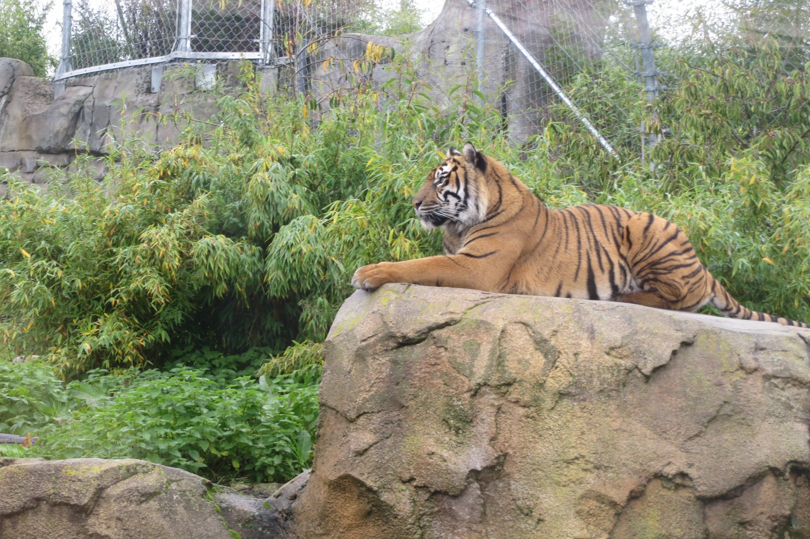 Islands - Sumatran tiger 261019