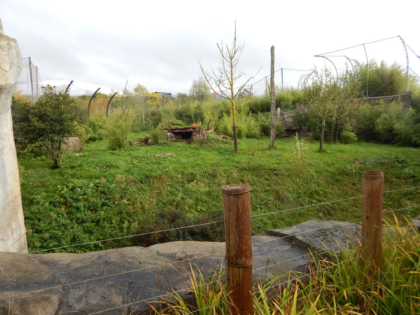 Islands - Sumatran tiger enclosure 221022
