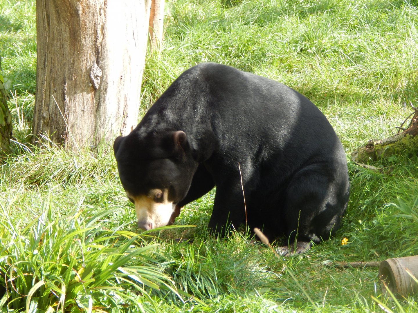 Islands - Sun bear 071020