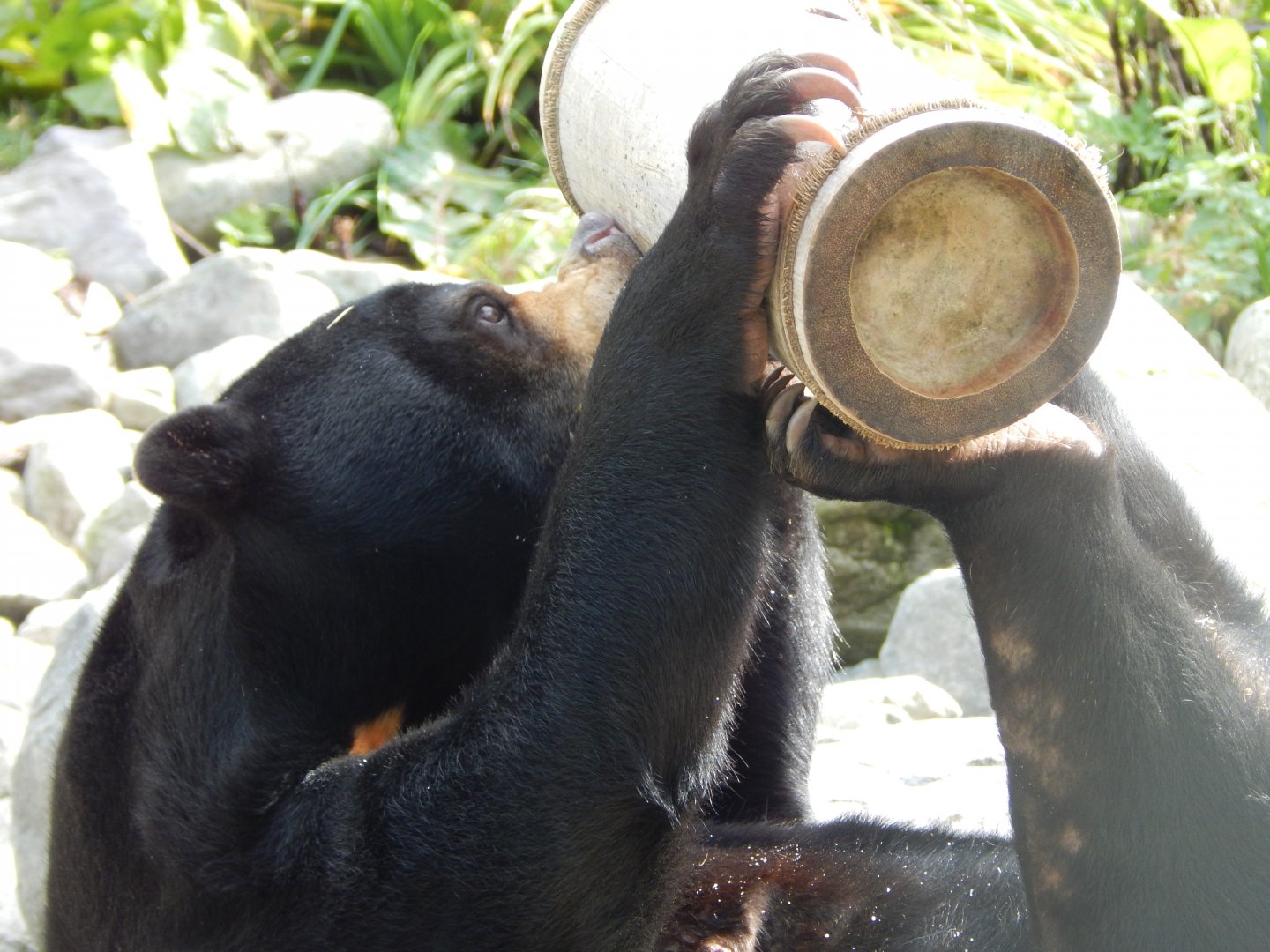 Islands - Sun bear 071020