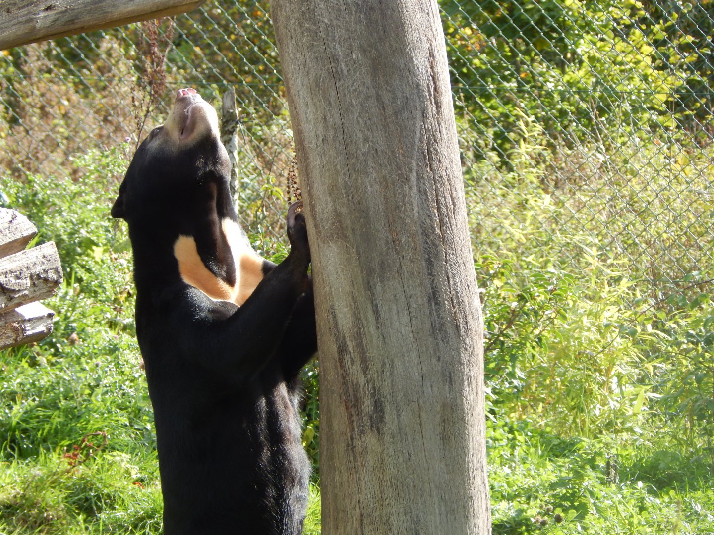 Islands - Sun bear 071020