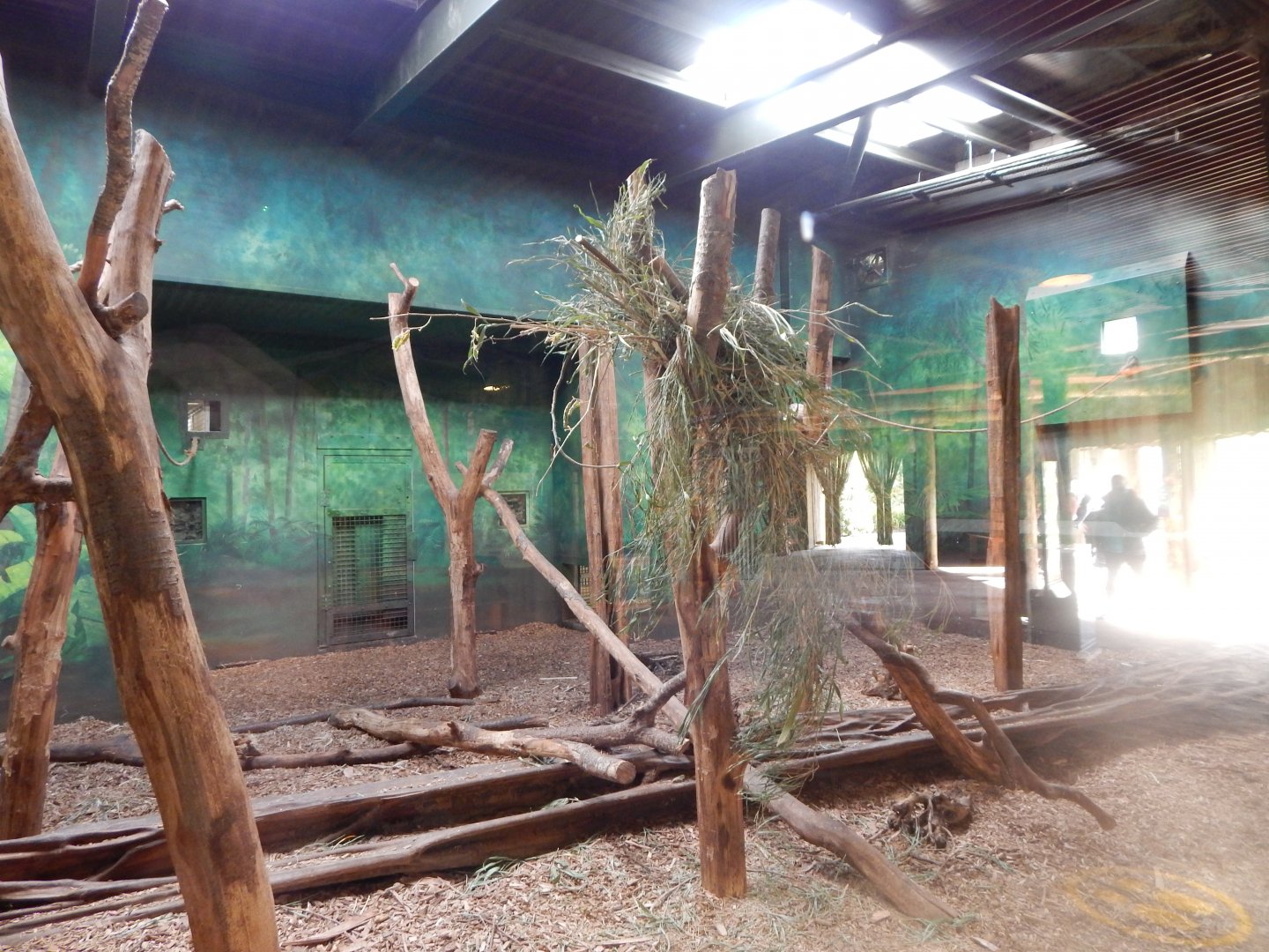 Islands - Sun bear indoors 071020