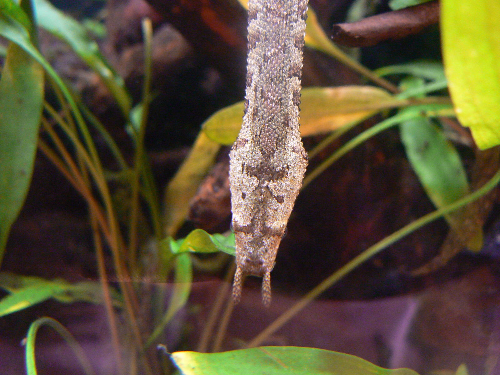 Islands- Tentacled Snake