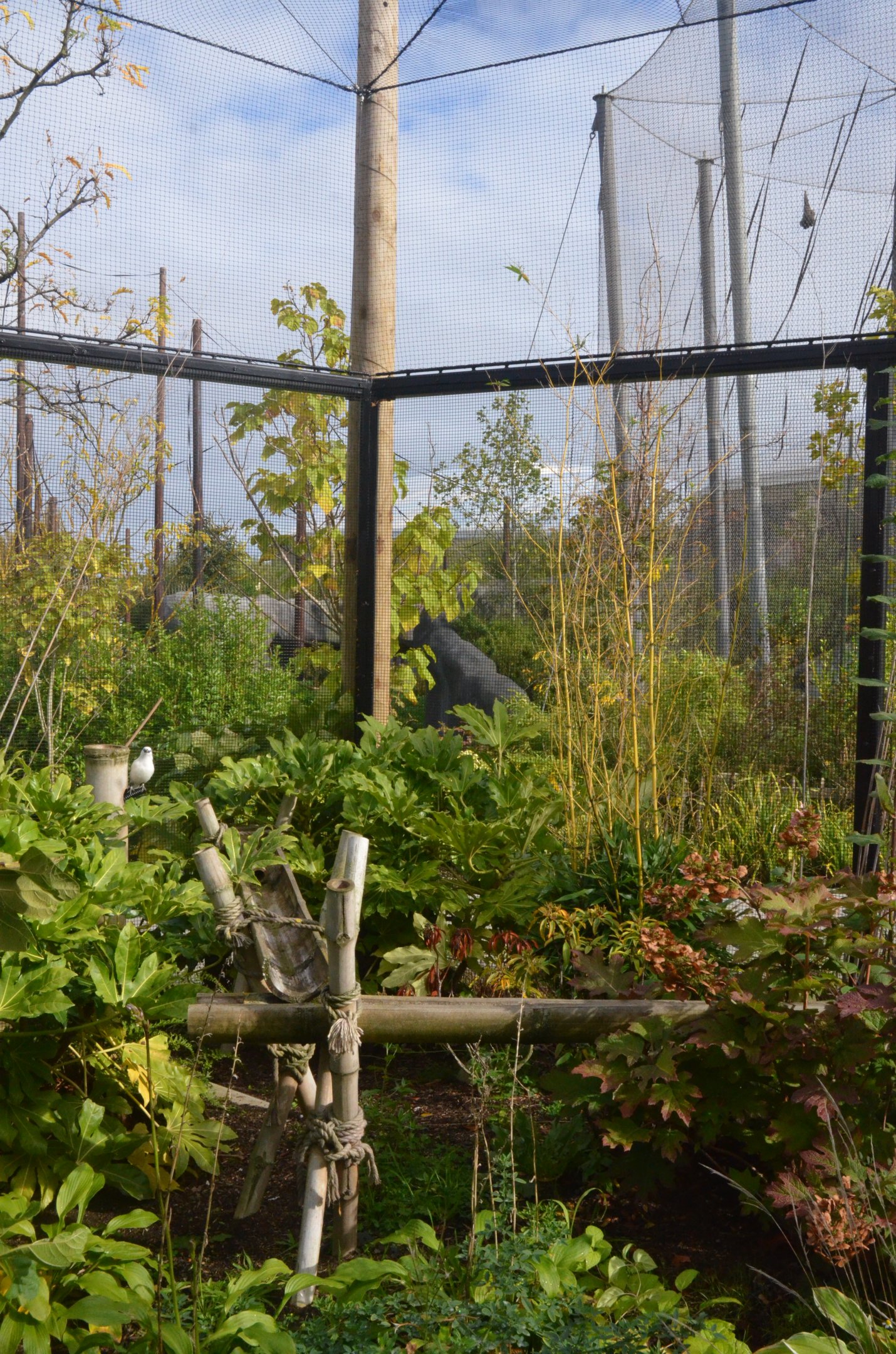 Islands View with Bali Starling and Silvery Gibbon at Chester, 30/09/17