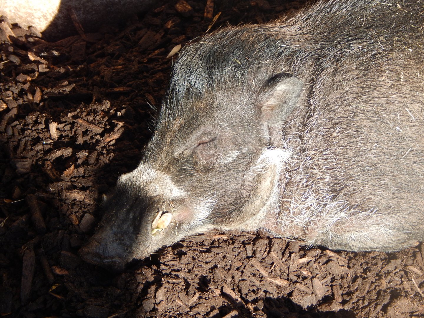 Islands - Visayan warty pig 071020