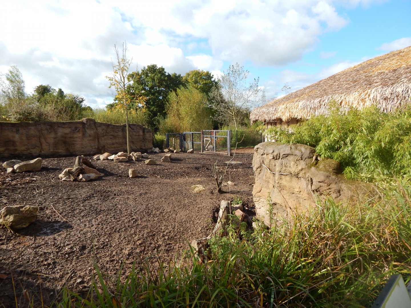Islands - Visayan warty pig enclosure 071020