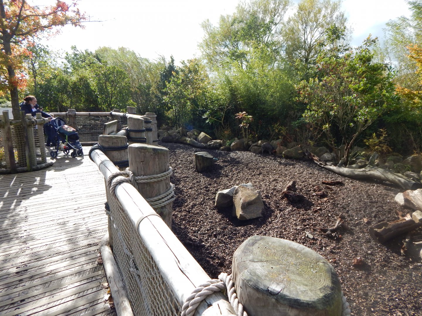 Islands - Visayan warty pig enclosure 071020