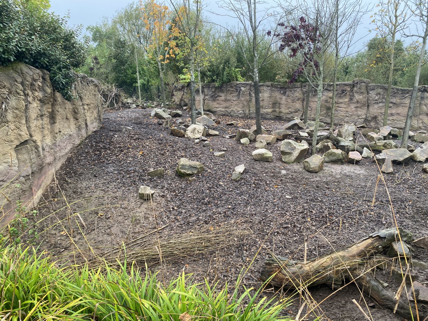 Islands - Visayan warty pig enclosure 181021