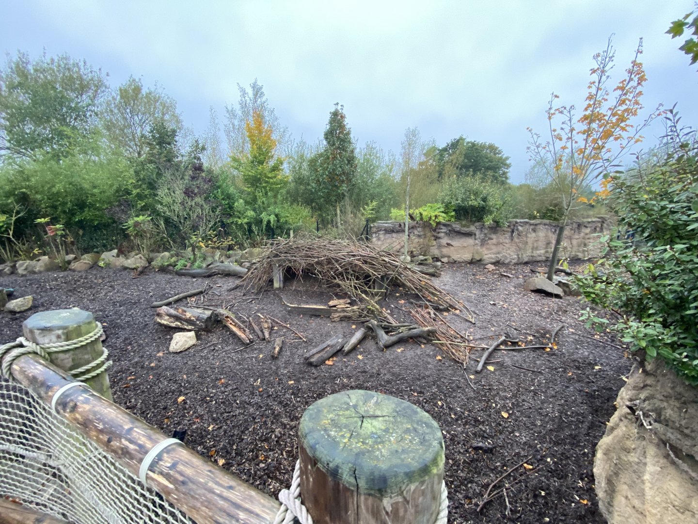 Islands - Visayan warty pig enclosure 181021