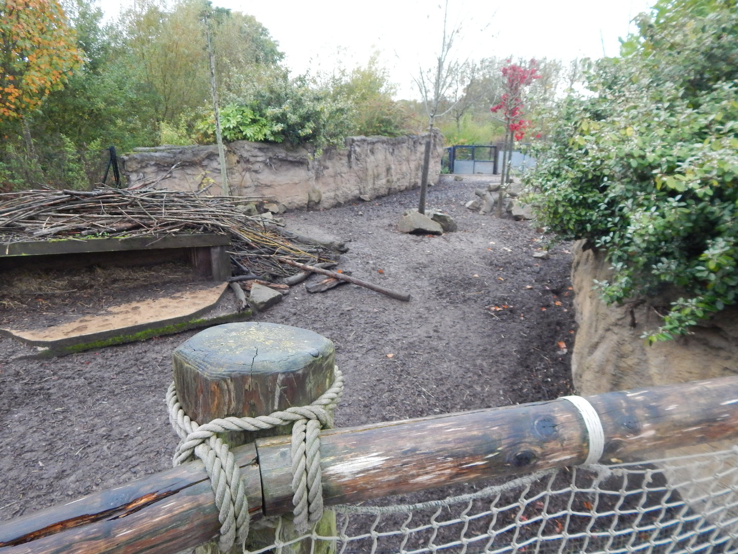 Islands - Visayan warty pig enclosure 221022