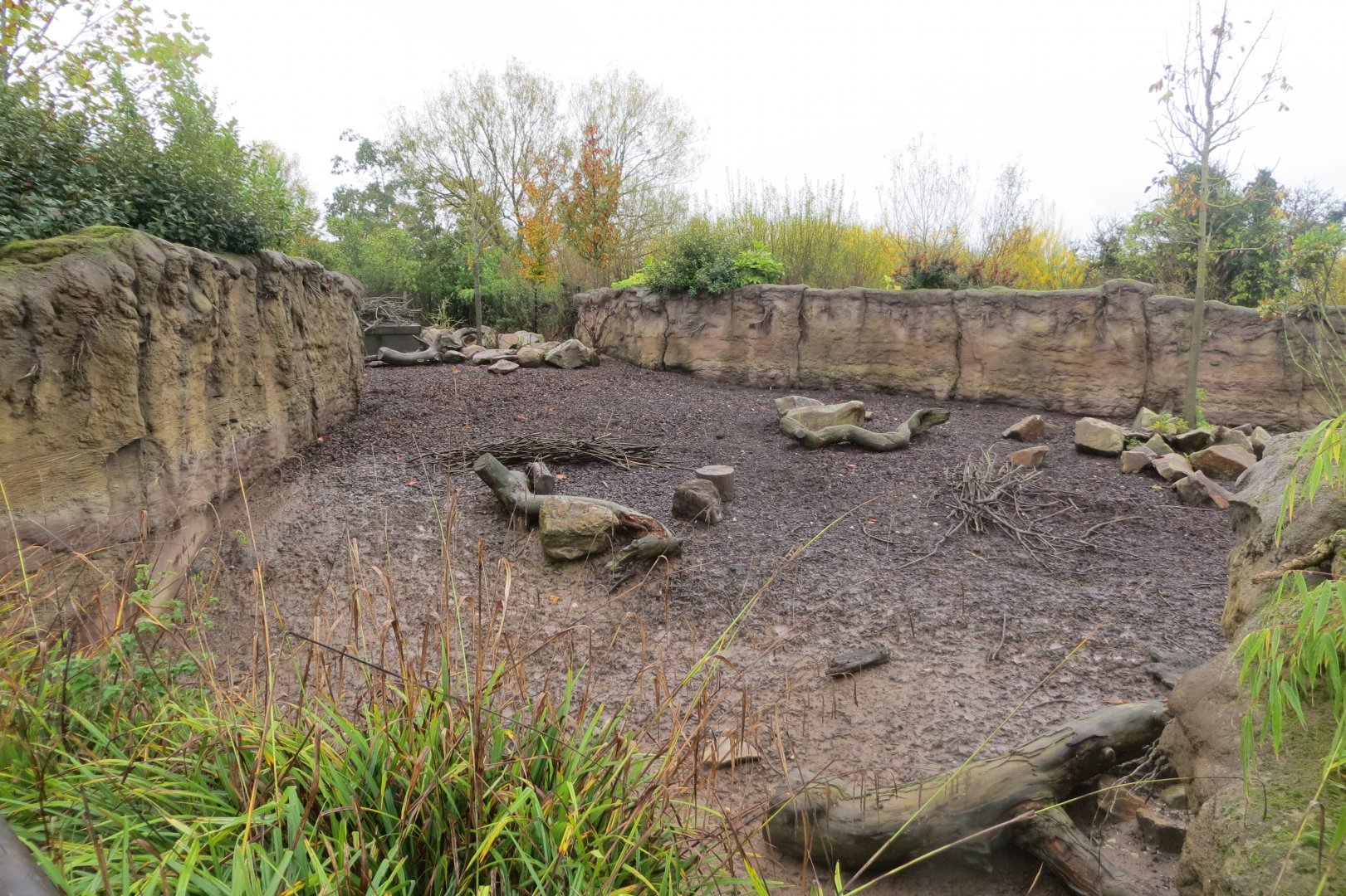 Islands - Visayan warty pig exhibit 261019