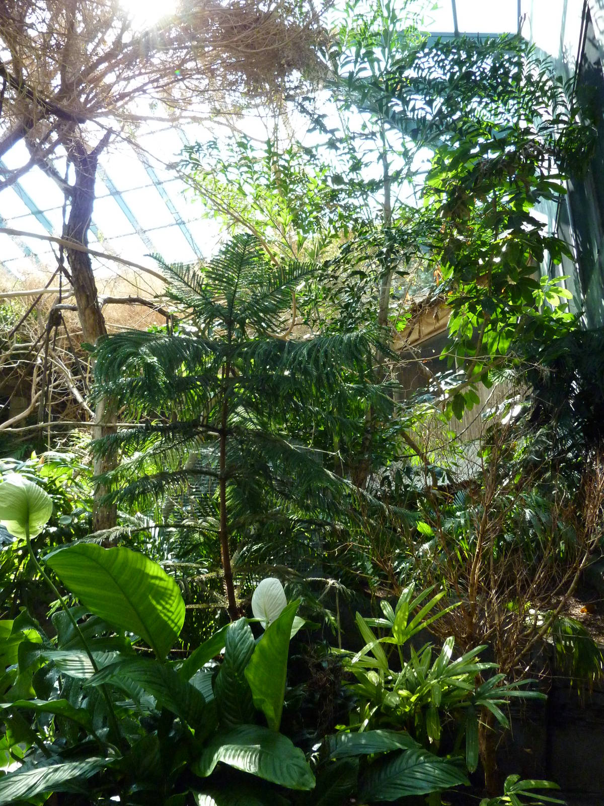 Islands - Walk-Through Aviary