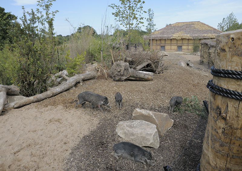 Islands: warty pig enclosure and house