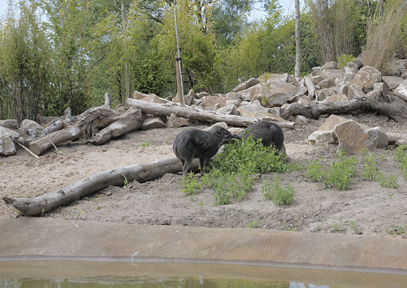 Islands: warty pigs from the river