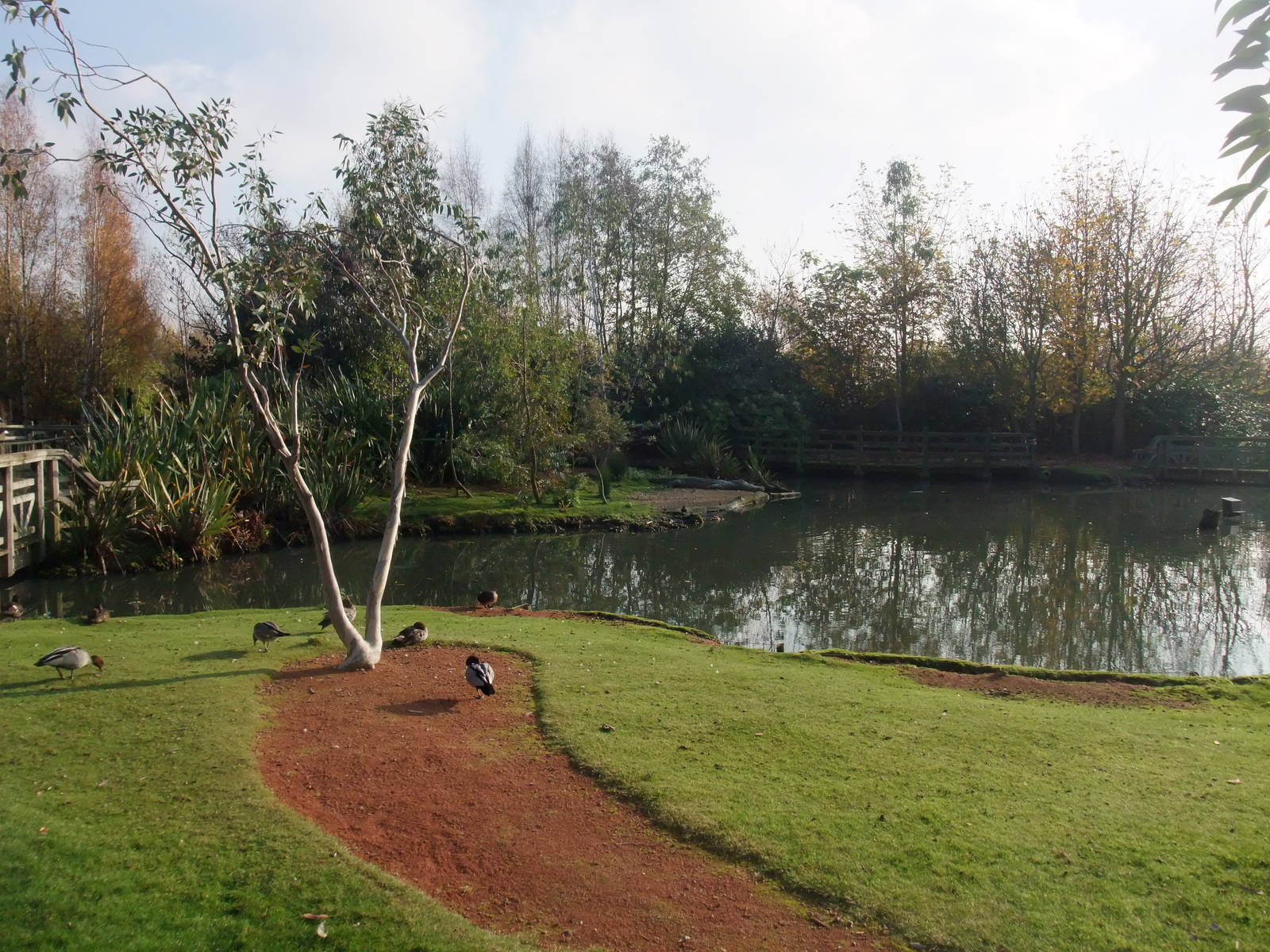 Islands Waterfowl Pen at London WWT (Barnes), 15/11/11