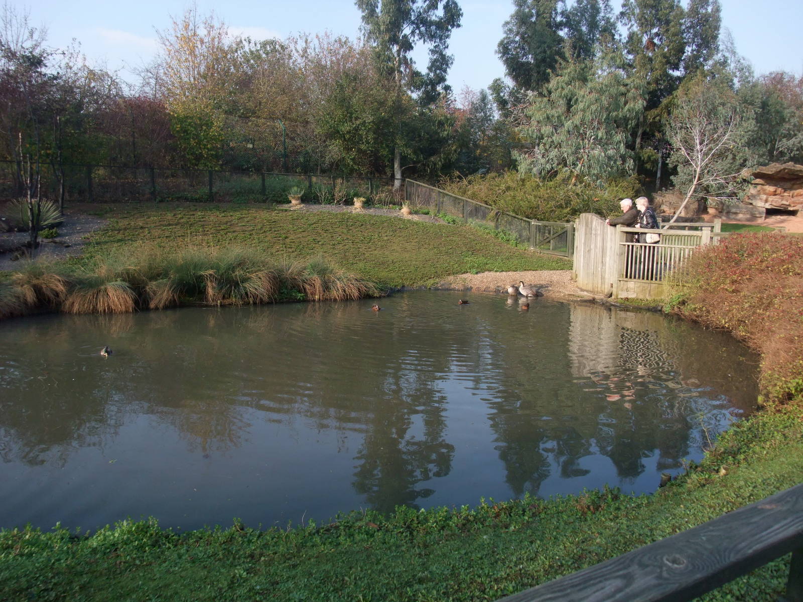 Islands Waterfowl Pen at London WWT (Barnes), 15/11/11