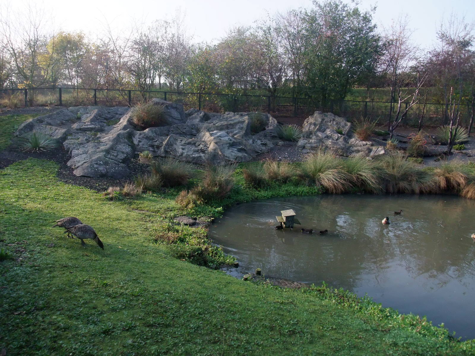 Islands Waterfowl Pen at London WWT (Barnes), 15/11/11