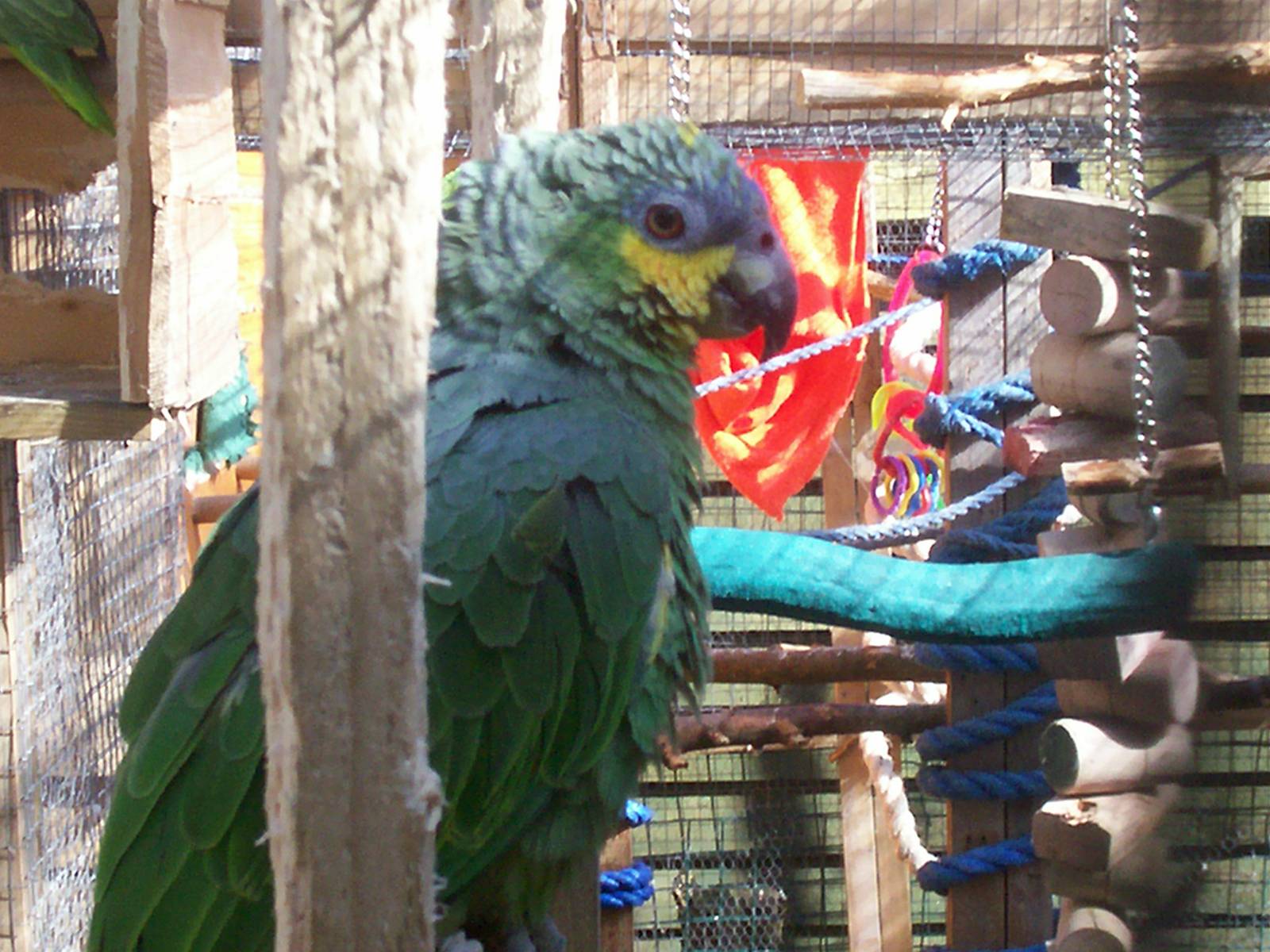 Isle of Kerrera Parrot sanctuary