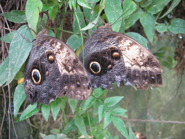 Isle of Wight Butterfly World 2016