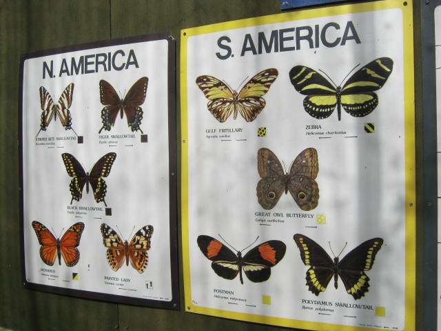 Isle of Wight Butterfly World 2016