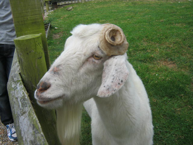 Isle of Wight Owl and Falconry Centre 2016