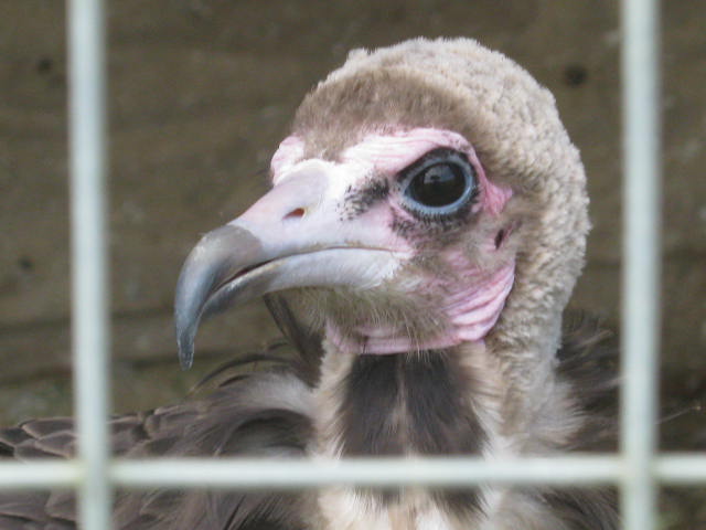 Isle of Wight Owl and Falconry Centre 2016