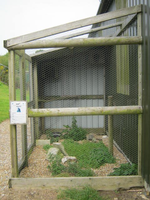 Isle of Wight Owl and Falconry Centre 2016