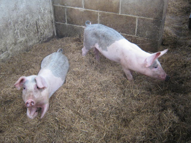 Isle of Wight Owl and Falconry Centre 2016.