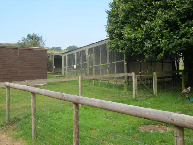 Isle of Wight Owl and Falconry Centre 2016.