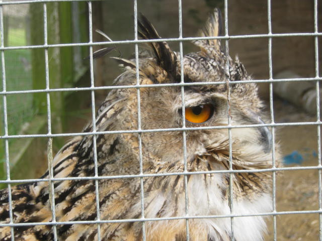 Isle of Wight Owl and Falconry Centre 2016