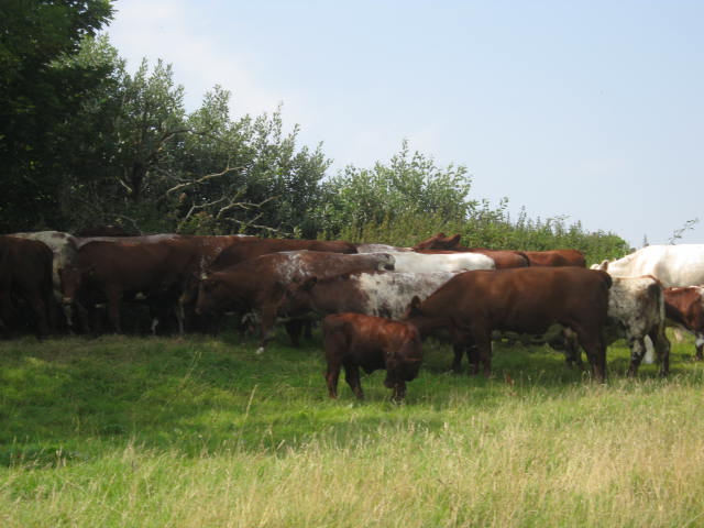 Isle of Wight Owl and Falconry Centre,Appuldurcombe 2016