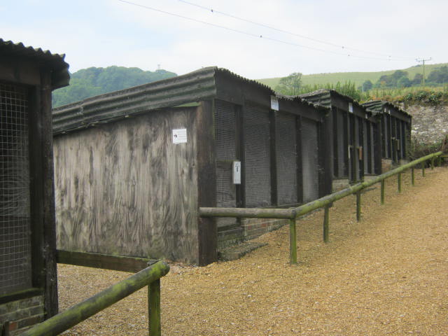 Isle of Wight Owl and Falconry Centre, Appuldurcombe 2016