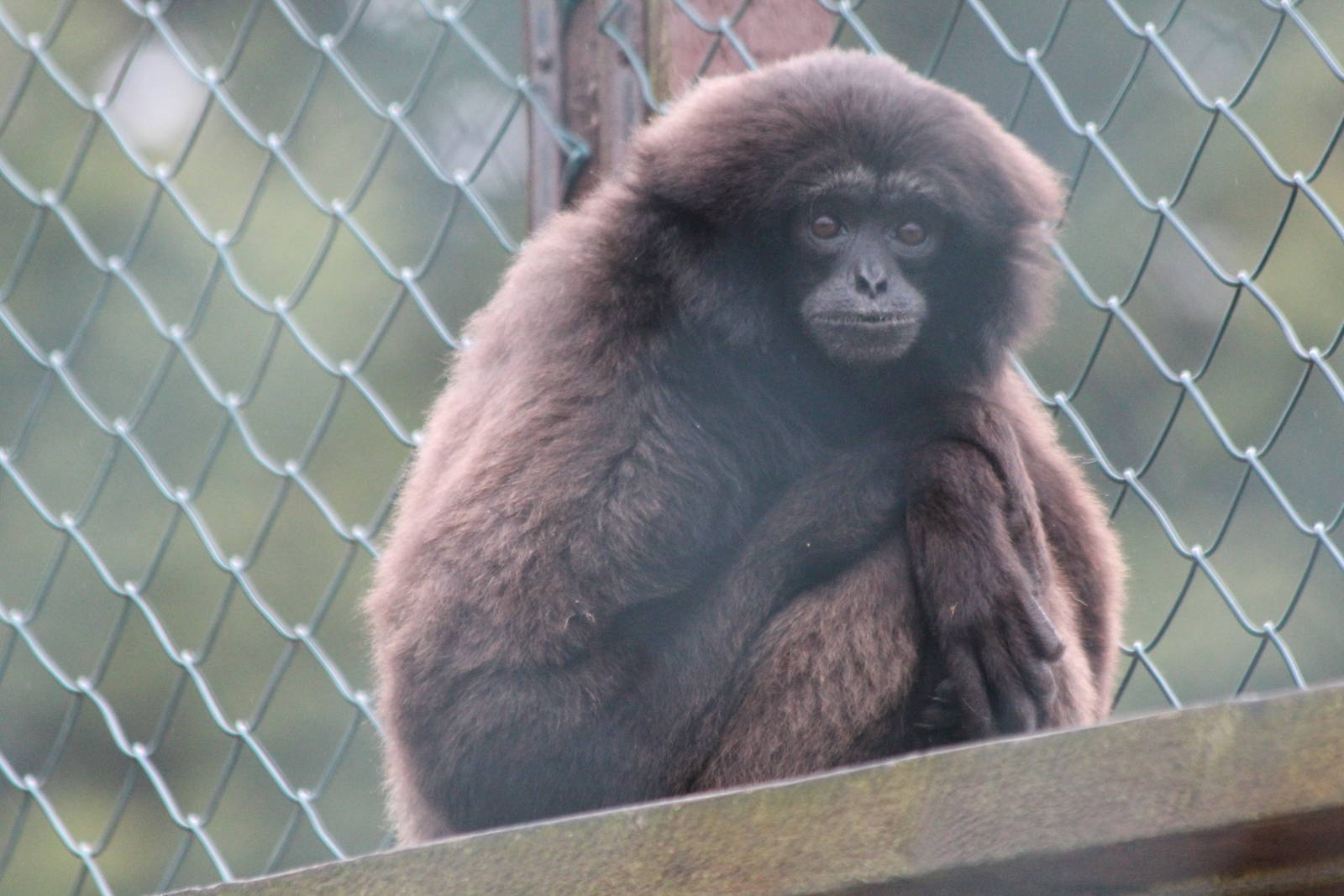 Isle of Wight Owl and Monkey Haven