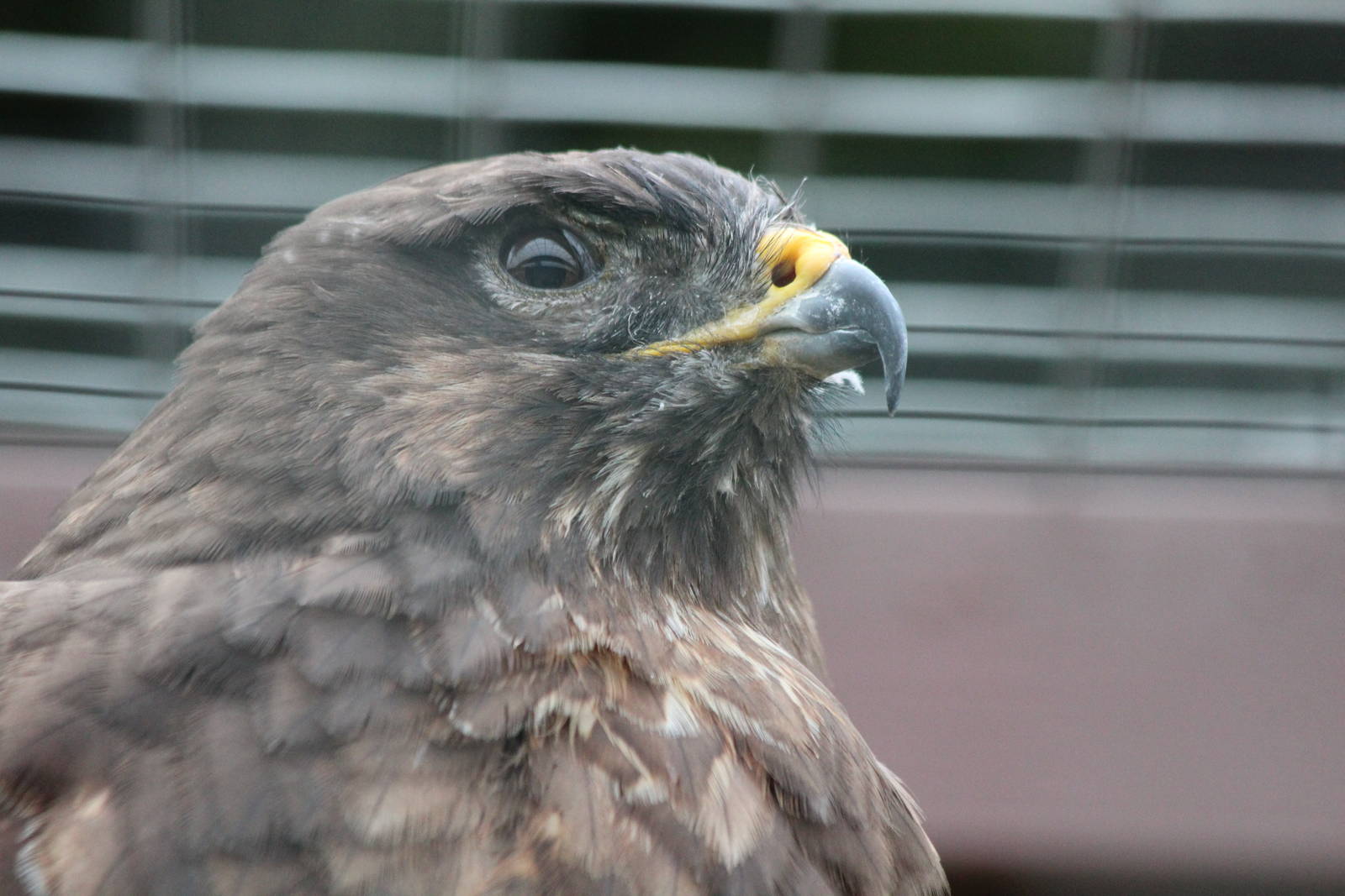 Isle of Wight Owl and Monkey Haven
