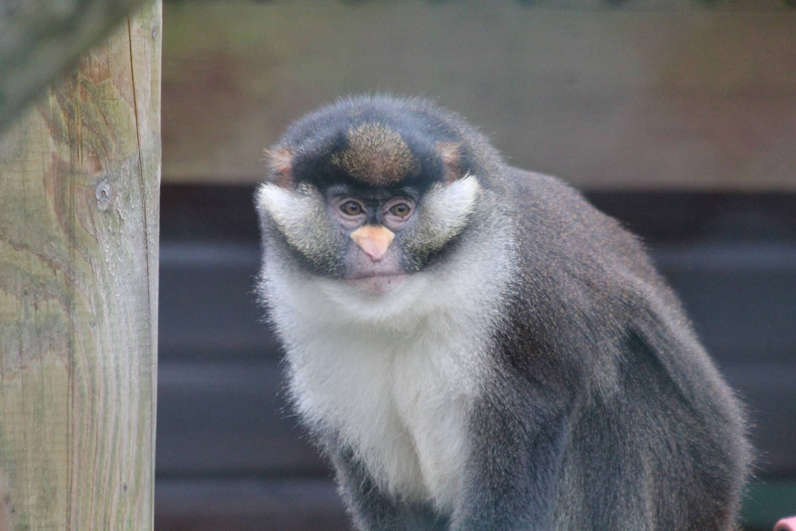 Isle of Wight Owl and Monkey Haven