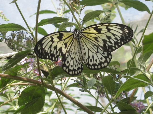 Isle of Wight Owl Butterfly World 2016