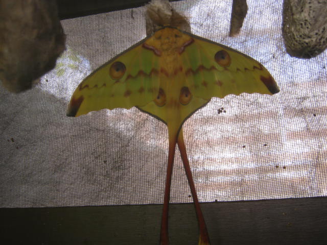 Isle of Wight Owl Butterfly World 2016