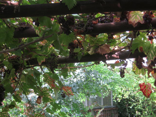 Isle of Wight Owl Butterfly World 2016
