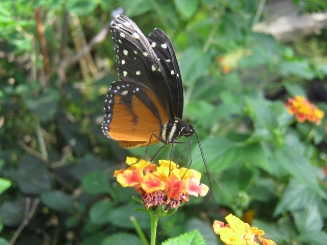 Isle of Wight Owl Butterfly World 2016.