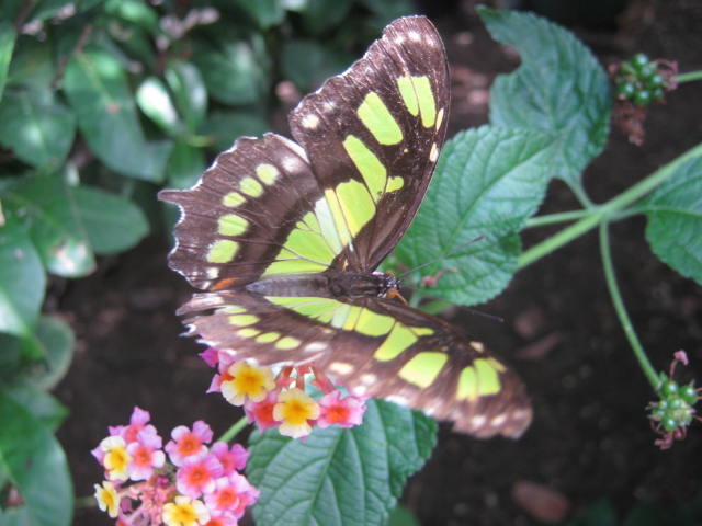 Isle of Wight Owl Butterfly World 2016