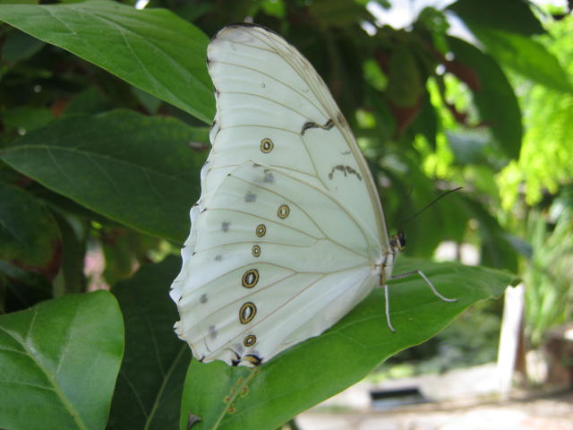 Isle of Wight Owl Butterfly World 2016