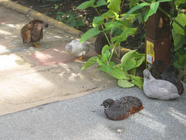 Isle of Wight Owl Butterfly World 2016