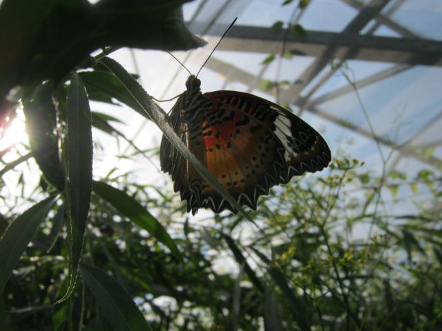Isle of Wight Owl Butterfly World 2016